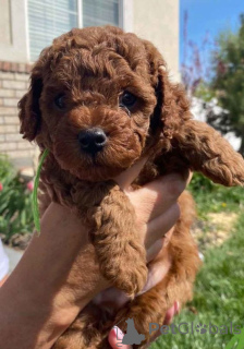Photo №1. poodle (toy) - for sale in the city of Alberta Beach | negotiated | Announcement № 168172