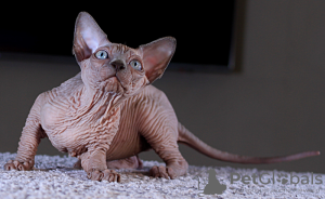 Photo №1. sphynx-katze - for sale in the city of Kharkov | 2500$ | Announcement № 13209