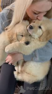 Photo №2 to announcement № 166576 for the sale of golden retriever - buy in Belgium private announcement, breeder