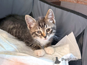 Photo №2 to announcement № 174581 for the sale of  - buy in Russian Federation private announcement