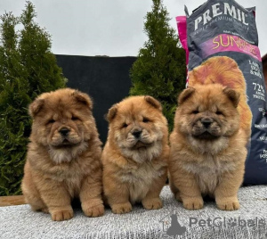 Photo №4. I will sell chow chow in the city of Нови Сад. breeder - price - negotiated