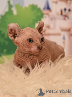 Photo №3. kittens canadian sphynx. Israel