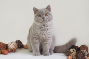 Photo №2 to announcement № 4910 for the sale of british shorthair - buy in Ukraine from nursery, breeder