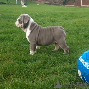 Photo №2 to announcement № 118104 for the sale of english bulldog - buy in Germany breeder