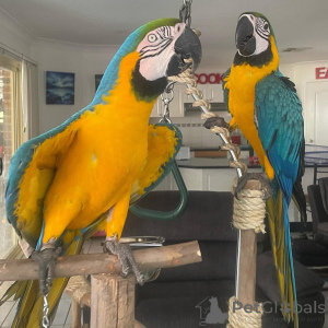 Photo №1.  - for sale in the city of Townsend | 700$ | Announcement № 164219