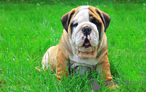 Photo №4. I will sell english bulldog in the city of Amsterdam. private announcement, breeder - price - 723$