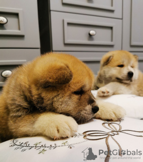 Photo №1. akita - for sale in the city of Анталья | 800$ | Announcement № 24313