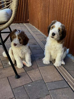 Photo №1. labradoodle - for sale in the city of Bayerbach | negotiated | Announcement № 178082