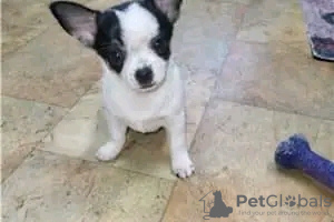 Photo №1. chihuahua - for sale in the city of Phoenix | 400$ | Announcement № 115491