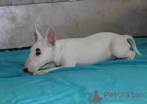 Additional photos: Miniature bull terrier puppies