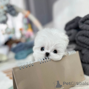 Photo №1. maltese dog - for sale in the city of Prague | 258$ | Announcement № 173723
