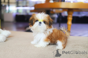 Photo №2 to announcement № 154917 for the sale of shih tzu - buy in United States breeder