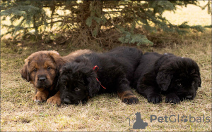 Photo №1. buryat-mongolian wolfhound - for sale in the city of Voronezh | negotiated | Announcement № 99820