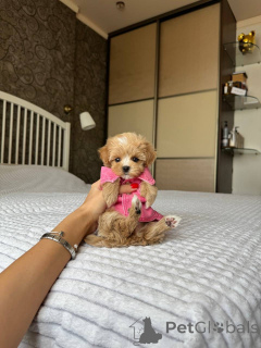 Photo №2 to announcement № 175404 for the sale of  - buy in Lithuania private announcement, breeder