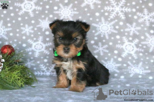 Photo №1. yorkshire terrier - for sale in the city of Goslar | 400$ | Announcement № 63826