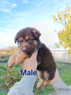 Photo №4. I will sell german shepherd in the city of Ruma. breeder - price - negotiated