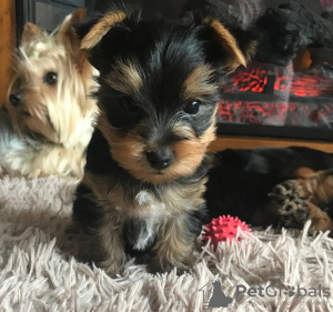 Additional photos: Yorkshire Terrier