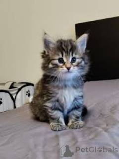 Photo №2 to announcement № 163256 for the sale of norwegian forest cat - buy in Switzerland private announcement, breeder