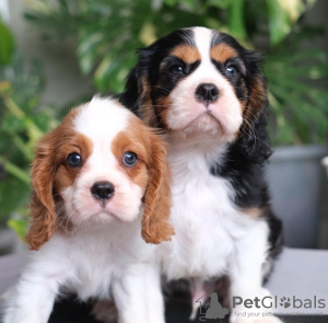 Photo №1. cavalier king charles spaniel - for sale in the city of Paris | Is free | Announcement № 98326