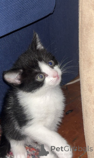 Photo №4. I will sell somali cat in the city of Zürich. private announcement - price - 169$