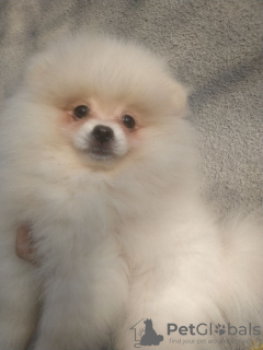 Photo №1. pomeranian - for sale in the city of Dnipro | 354$ | Announcement № 94819