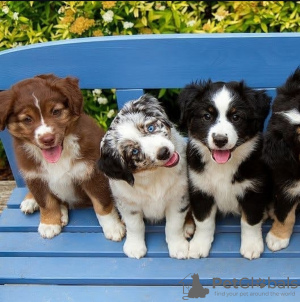 Photo №1. australian shepherd - for sale in the city of Ljubljana | Is free | Announcement № 119901