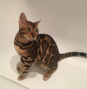 Photo №1. bengal cat - for sale in the city of St. Petersburg | 200$ | Announcement № 2509