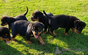 Additional photos: Cute Rottweiler puppies