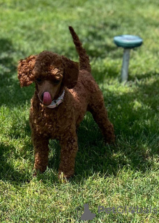 Additional photos: Toy Poodle puppies for sale