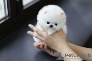 Photo №2 to announcement № 15450 for the sale of pomeranian - buy in United States private announcement