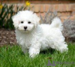 Photo №1. bichon frise - for sale in the city of Prague | negotiated | Announcement № 156850