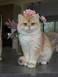 Photo №2 to announcement № 159473 for the sale of chinchilla cat - buy in Germany breeder
