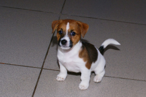 Photo №3. puppies jack russell terrier. Russian Federation