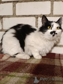 Photo №1.  - for sale in the city of Minsk | Is free | Announcement № 164338