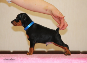 Photo №3. I offer to book and sell very promising puppies of the TSVERGINCHER. Russian Federation