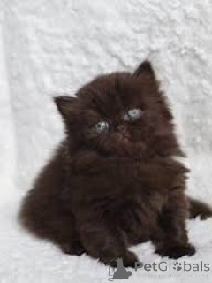 Photo №2 to announcement № 165846 for the sale of british longhair - buy in Belgium private announcement, breeder