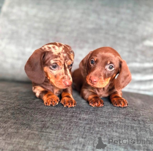 Photo №1. dachshund - for sale in the city of Deggendorf | 599$ | Announcement № 175216