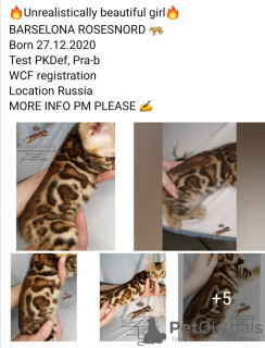 Photo №1. bengal cat - for sale in the city of Murmansk | 1792$ | Announcement № 9441