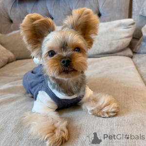 Photo №1. yorkshire terrier - for sale in the city of Alberobello | negotiated | Announcement № 157329