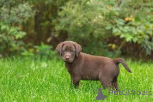 Photo №2 to announcement № 163164 for the sale of labrador retriever - buy in France private announcement, breeder