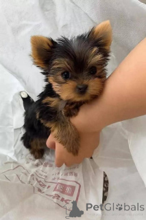 Photo №2 to announcement № 165777 for the sale of yorkshire terrier - buy in Finland private announcement, breeder