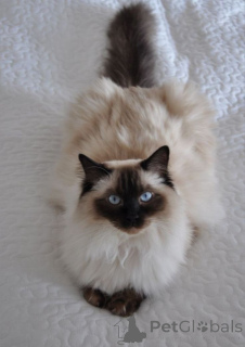 Photo №1. birman - for sale in the city of Aizlingen | 516$ | Announcement № 158828