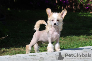 Photo №1. chinese crested dog - for sale in the city of Kirov | 1000$ | Announcement № 7453