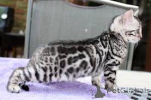 Photo №1. bengal cat - for sale in the city of Bautzen | negotiated | Announcement № 159403