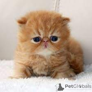 Photo №3. Perzische kittens te koop. Netherlands