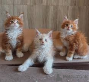 Photo №1. maine coon - for sale in the city of Bern | 723$ | Announcement № 163252