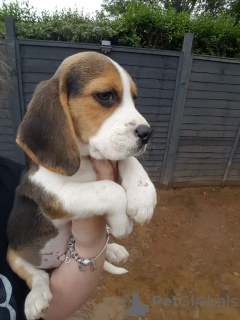 Photo №3. Sweet and loving beagle puppies. Germany