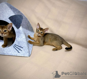 Photo №1. abyssinian cat - for sale in the city of Minsk | 642$ | Announcement № 35327