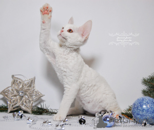 Photo №1. devon rex - for sale in the city of New York | 1800$ | Announcement № 44544