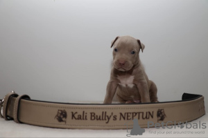 Additional photos: American Bully XL